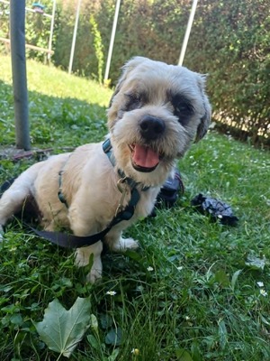 Hook ist ein kleiner Kampfschmuser, Bichon - Mischling - Rüde