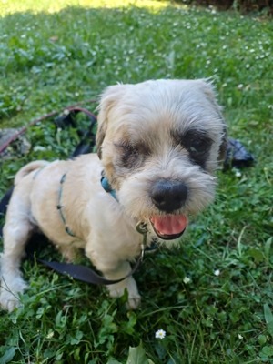 Hook ist ein kleiner Kampfschmuser, Bichon - Mischling - Rüde