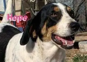 Hope, Bracken Mix - Hündin