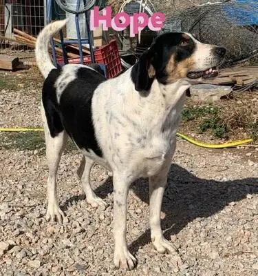 Hope, Bracken Mix - Hündin
