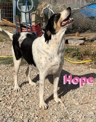 Hope, Bracken Mix - Hündin