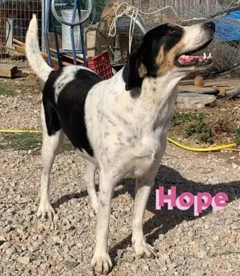 Hope, Bracken Mix - Hündin