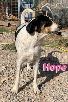 Hope, Bracken Mix - Hündin