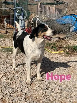 Hope, Bracken Mix - Hündin