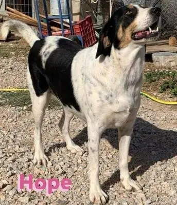 Hope, Bracken Mix - Hündin