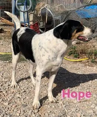 Hope, Bracken Mix - Hündin