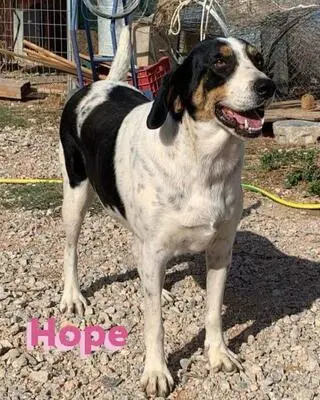 Hope, Bracken Mix - Hündin
