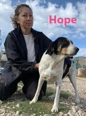 Hope, Bracken Mix - Hündin