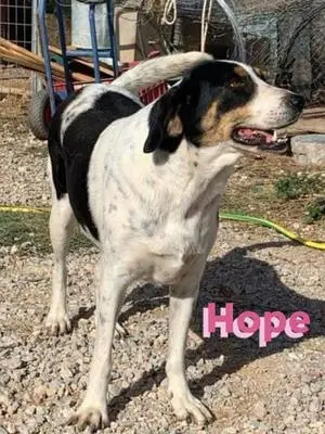 Hope, Bracken Mix - Hündin
