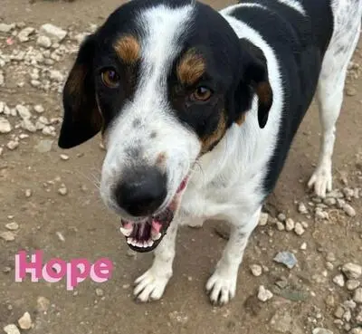 Hope, Bracken Mix - Hündin
