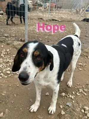 Hope, Bracken Mix - Hündin