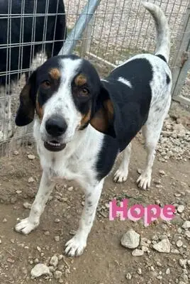 Hope, Bracken Mix - Hündin