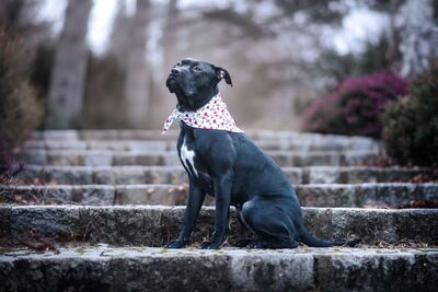 Hope, Labrador Stafford mix Welpen - Hündin