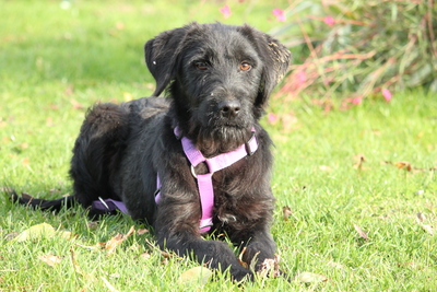 Hope, Mischling - Hündin