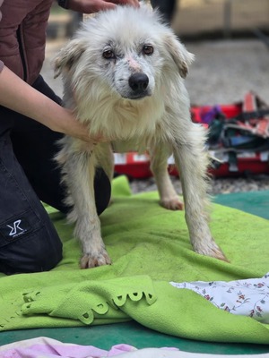 Hope, Mischling - Hündin