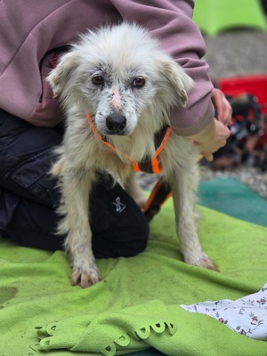 Hope, Mischling - Hündin