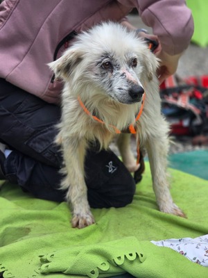 Hope, Mischling - Hündin