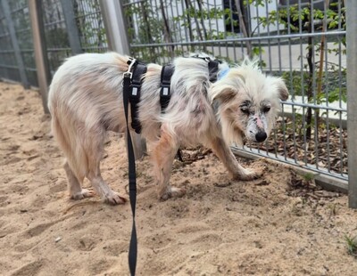 Hope, Mischling - Hündin