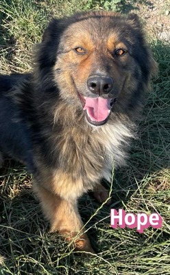Hope, Mischling - Hündin