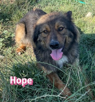 Hope, Mischling - Hündin