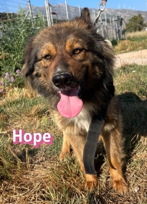 Hope, Mischling - Hündin