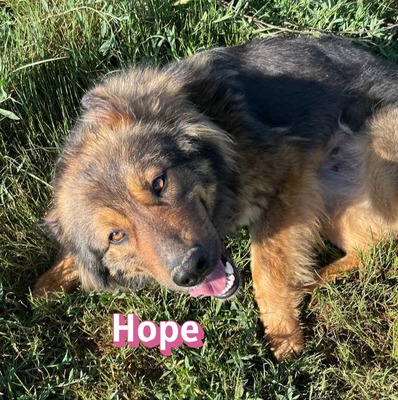 Hope, Mischling - Hündin