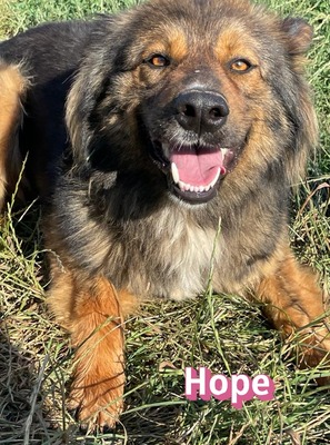 Hope, Mischling - Hündin