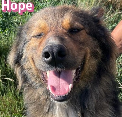Hope, Mischling - Hündin