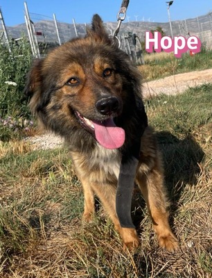 Hope, Mischling - Hündin