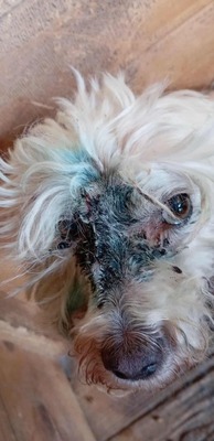 Hope – eine kleine Seele auf der Suche nach ihrem letzten Wunder 🤍🐾, Bichon/Malteser - Hündin