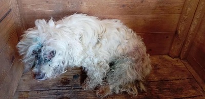 Hope – eine kleine Seele auf der Suche nach ihrem letzten Wunder 🤍🐾, Bichon/Malteser - Hündin