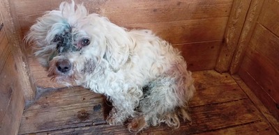 Hope – eine kleine Seele auf der Suche nach ihrem letzten Wunder 🤍🐾, Bichon/Malteser - Hündin