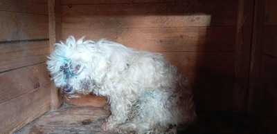 Hope – eine kleine Seele auf der Suche nach ihrem letzten Wunder 🤍🐾, Bichon/Malteser - Hündin