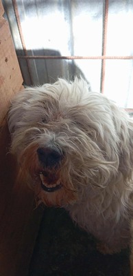 Hope – eine kleine Seele auf der Suche nach ihrem letzten Wunder 🤍🐾, Bichon/Malteser - Hündin