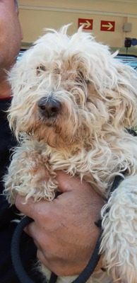 Hope – eine kleine Seele auf der Suche nach ihrem letzten Wunder 🤍🐾, Bichon/Malteser - Hündin