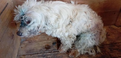 Hope – eine kleine Seele auf der Suche nach ihrem letzten Wunder 🤍🐾, Bichon/Malteser - Hündin