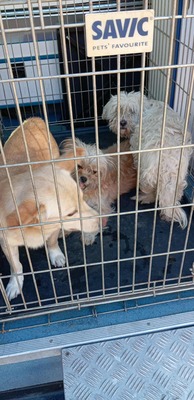 Hope – eine kleine Seele auf der Suche nach ihrem letzten Wunder 🤍🐾, Bichon/Malteser - Hündin