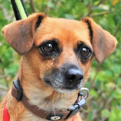 ❤ Hope hat eine tolle Persönlichkeit, sie ist sanft und extrem lieb💖, Mischlingshündin - Hündin