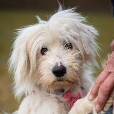 Hopeful, Mischling - Hündin