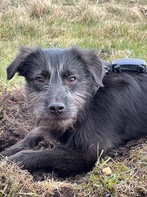 Hopper, Mischling Welpen - Hündin