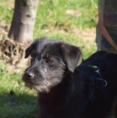 Hopper, Mischling Welpen - Hündin