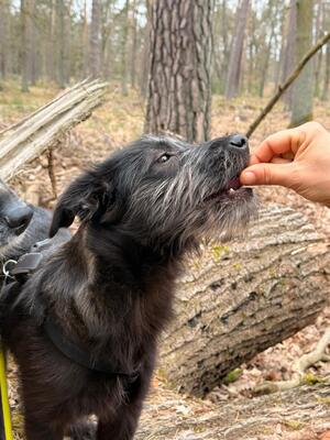 Hopper, Mischling Welpen - Hündin