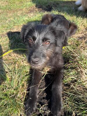 Hopper, Mischling Welpen - Hündin