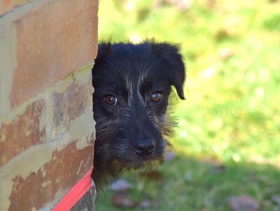 Hopper, Mischling Welpen - Hündin