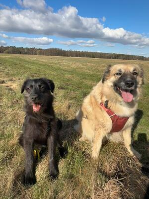 Hopper, Mischling Welpen - Hündin