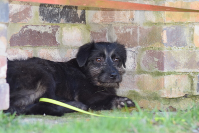 Hopper, Mischling Welpen - Hündin