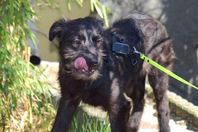 Hopper, Mischling Welpen - Hündin