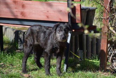 Hopper, Mischling Welpen - Hündin