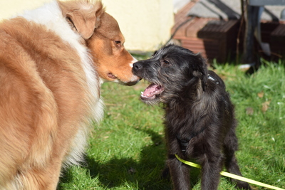 Hopper, Mischling Welpen - Hündin