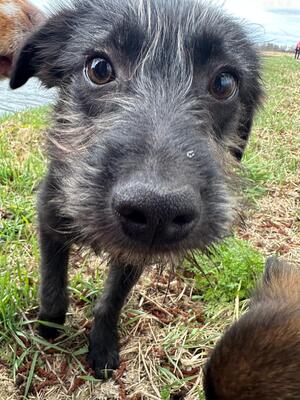 Hopper, Mischling Welpen - Hündin